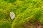 Antarctica, South Orkney Islands, Signy Island. Mossy terrain at Signy Research Station. Art Print